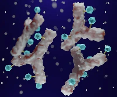 3D rendered image of multiple antibody-drug conjugate next generation antibodies.